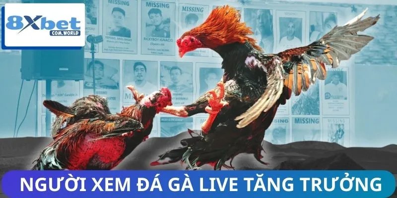 Xu Hướng Người Xem Đá Gà Live 8XBET – Làn Sóng Mới 2026 1 Lượng người xem đá gà live tăng cao mỗi ngày